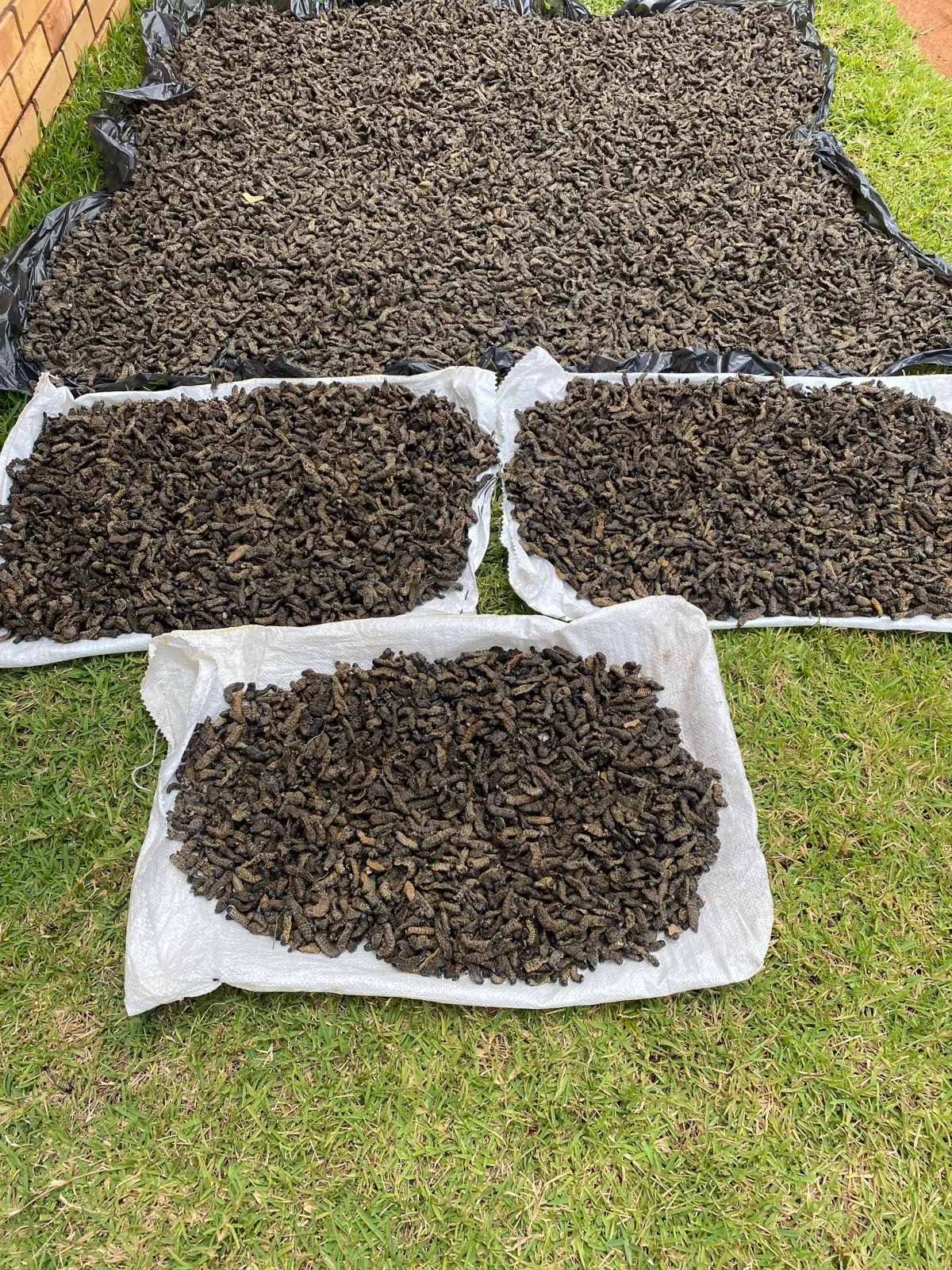 Dried Mopani worms from the supplied stock photographs